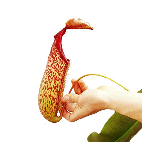 Nepenthes maxima - Riesen-Kannenpflanze - Ampel -
