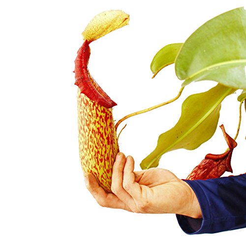 Nepenthes maxima - Riesen-Kannenpflanze - Ampel -