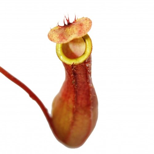 Kannenpflanze - Nepenthes - 9cm Topf -